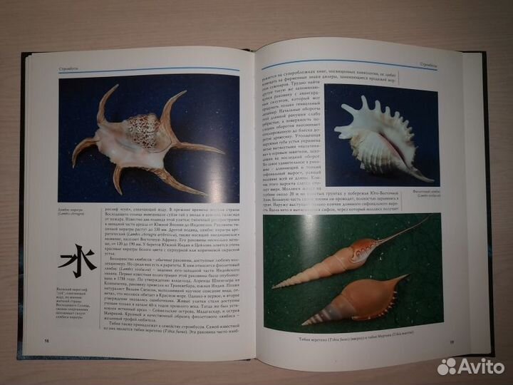 Владимир Ершов. Чарующий мир раковин