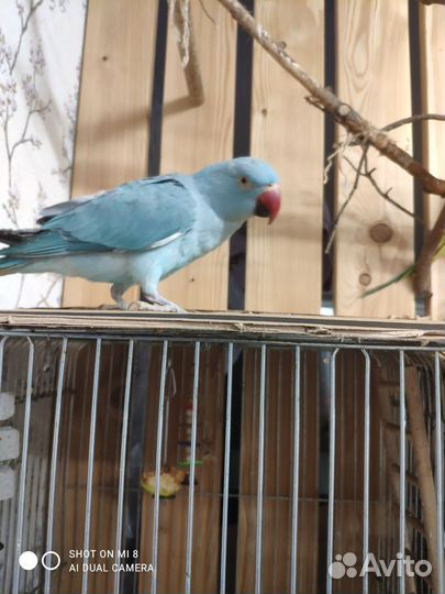 Ожереловые попугаи