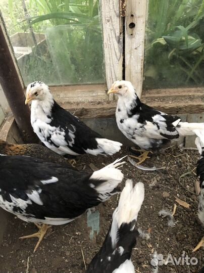 Цыплята 2 месяца (Бентамки и карликовый Кох