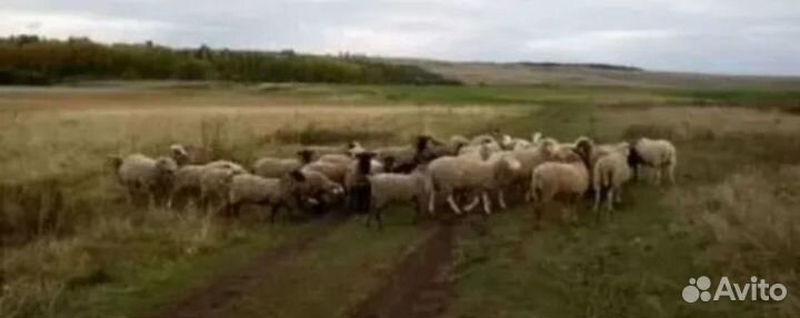 Продажа овец