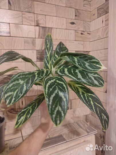 Аглаонема Иви грин, Милки вэй