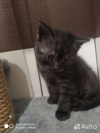 Котенок шотландский