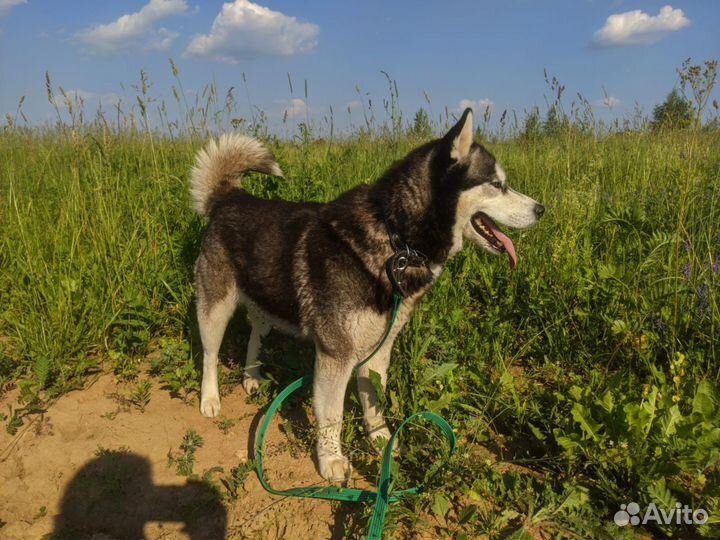 Девочка Хаски бесплатно сибирский хась