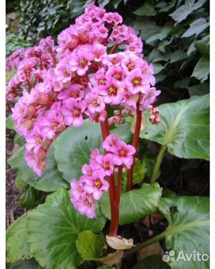 Многолетние растения для вашего сада