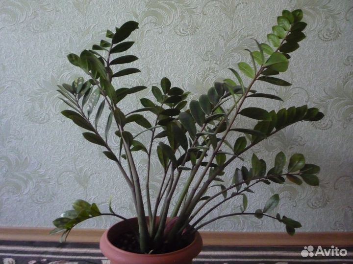 Цветок замиокулькас