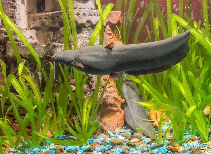 Мешкожаберный сом