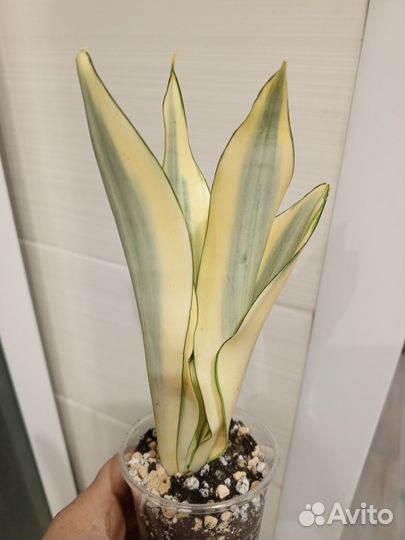 Сортовые Сансевьерии