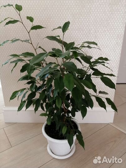 Фикус бенджамина Даниэль