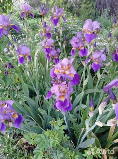 Ирисы