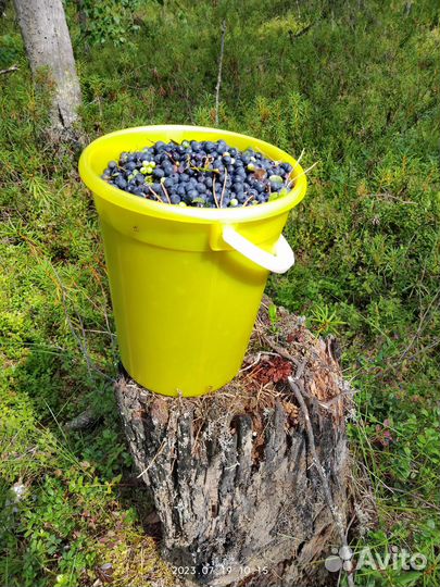 Ягоды черника