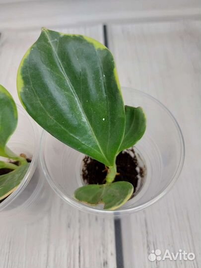 Хойи керри сплеш, амикабилис