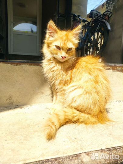 Кошка и котята в дар