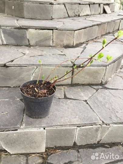 Саженцы китайского лимонника