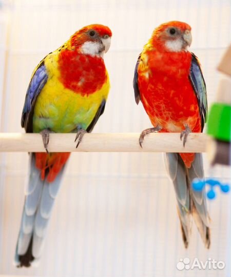 Розелла птенцы