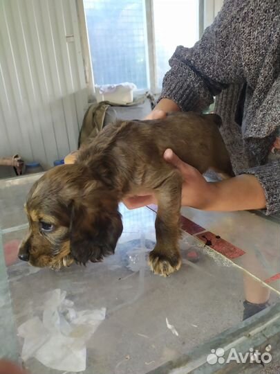 Щенки спаниеля