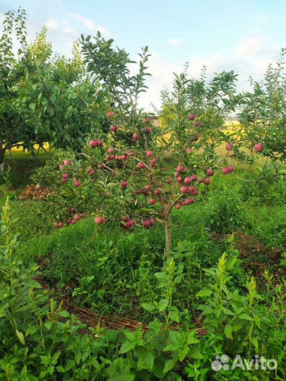 Персики домашний