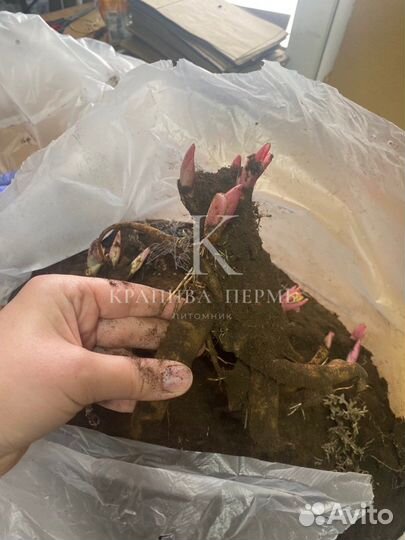 Пион Сара бернар