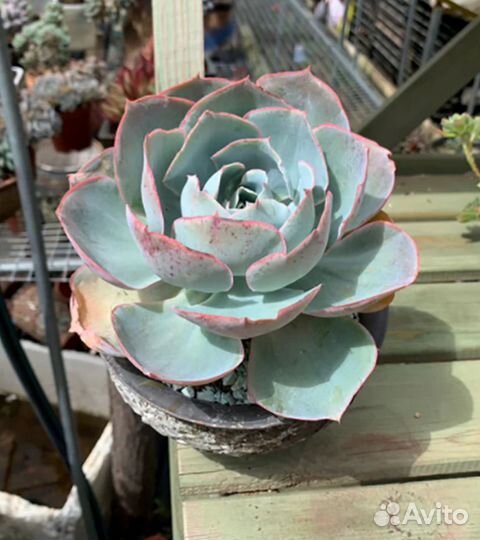 Редкие суккуленты/ эхеверия/эчеверия