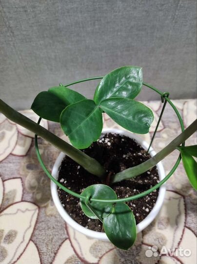 Замиокулькас