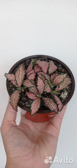 Фиттония красная в горшке 0.4 л