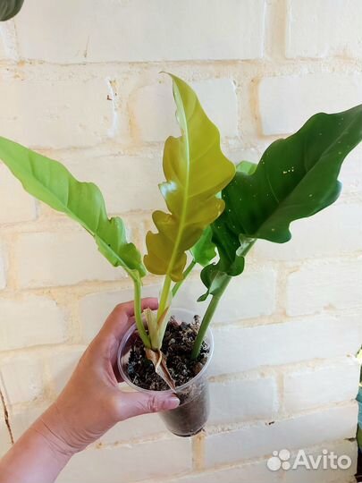 Филодендрон Golden Saw (Гольден Сав)