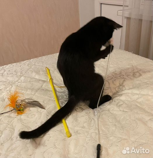 Котенок Петер возраст 4 мес ищет хозяина