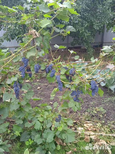 Виноград, Изабелла,на вино,компот