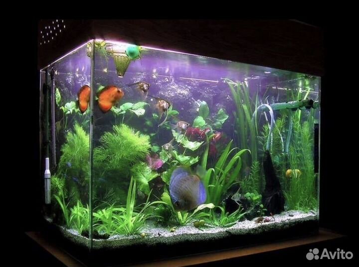 Обслуживание аквариумов