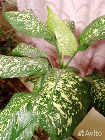 Диффенбахия