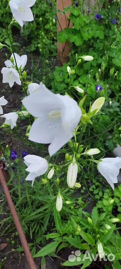 Колокольчики и флоксы