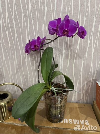 Орхидея фаленопсис