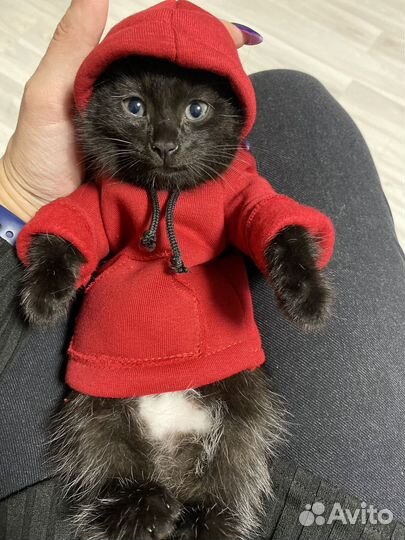 Котик бесплатно в добрые руки
