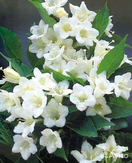 Вейгела белая Snowflake