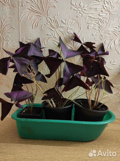 Комнатные цветы: кислица, индийский лук и др