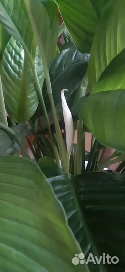 Гиганский Спацифиллум