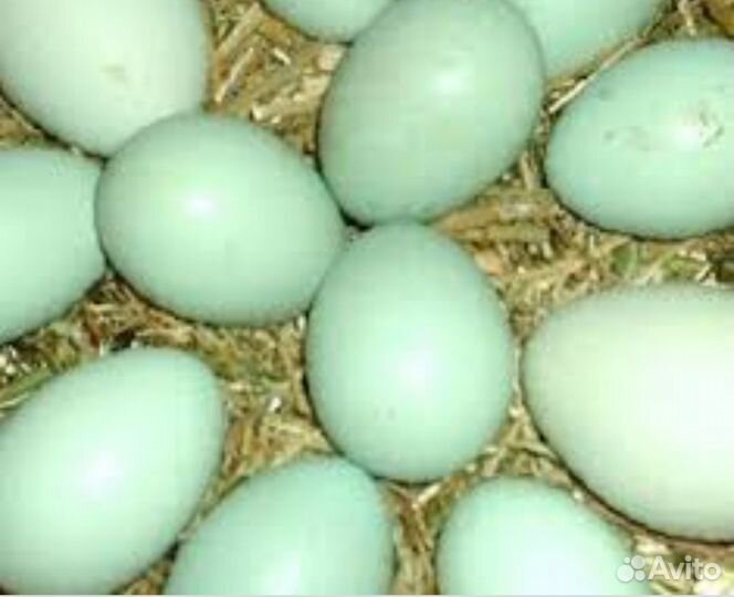 Инкубационное яйцо ухейилюй