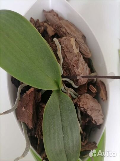 Орхидеи цветущие