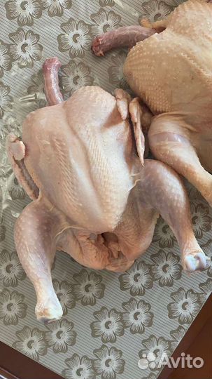 Мясо домашнего бройлера курицы тушка бройлер