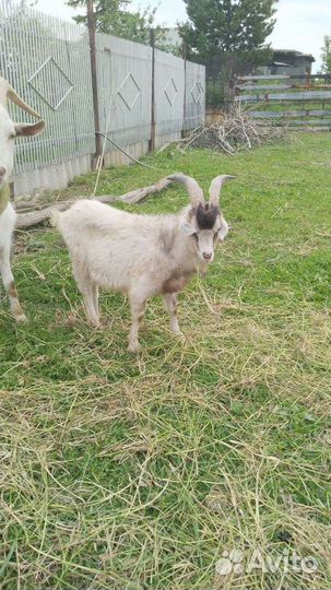 Молодой козёл