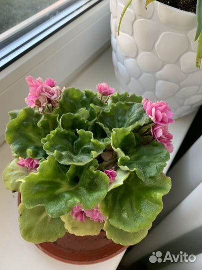 Фиалка Молодое растение