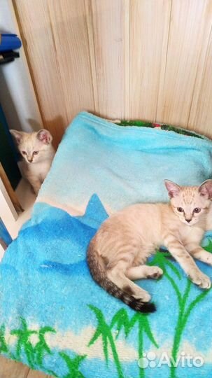 Девочки-котята, порода охос азулес