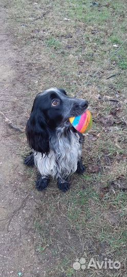 Вязка русский охотничий спаниель