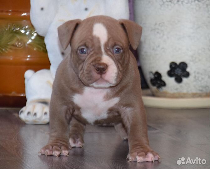 Щенки Американского Булли покет