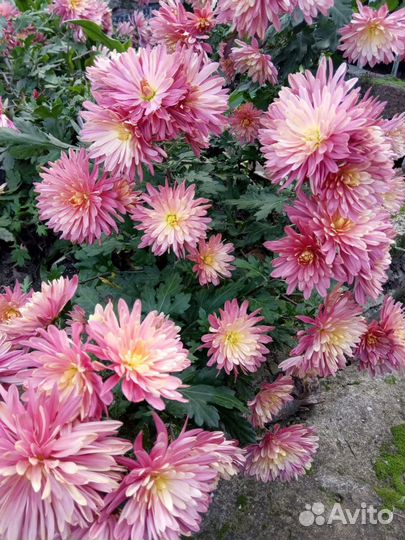 Дубки (хризантемы)