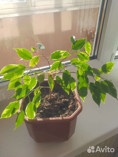 Комнатные растения