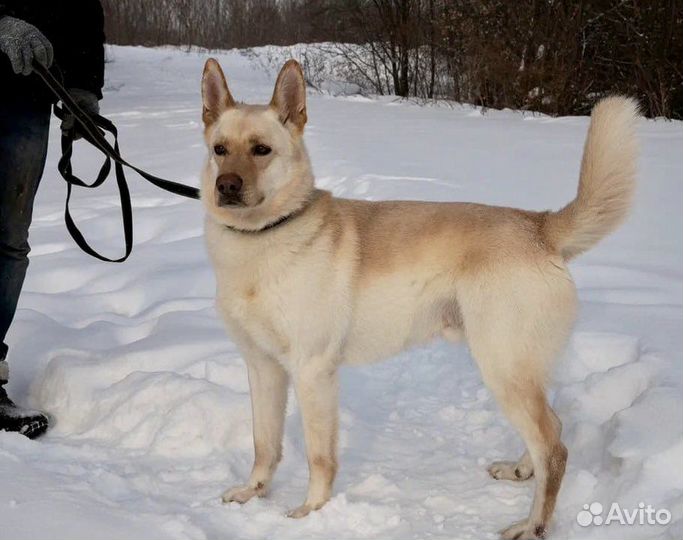 Собака-компаньон Макс в добрые руки