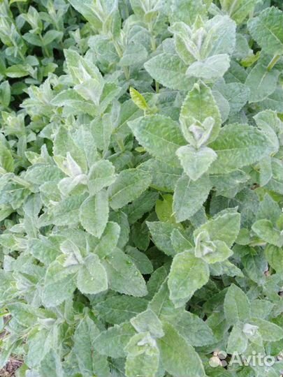 Кусты мяты 2 вида на напитки и рассаду