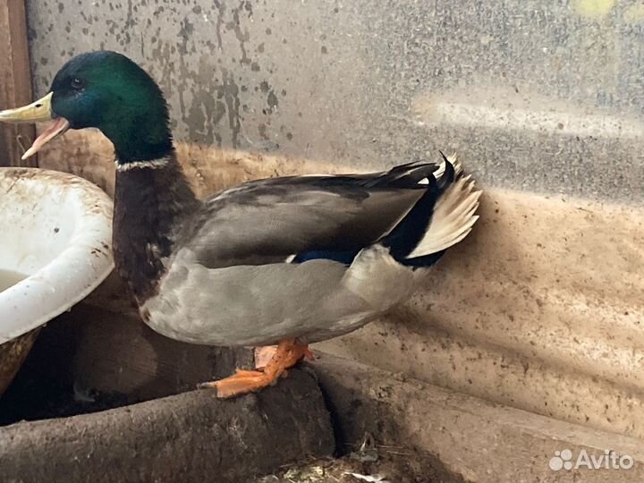 Продам подсадных селезней и уток
