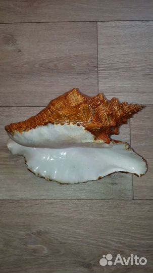 Ракушка морская большая