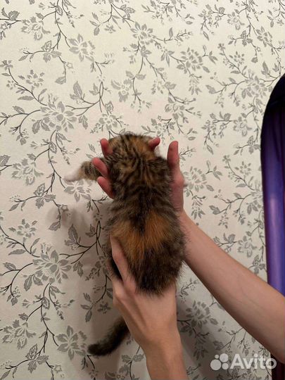 Шотландская